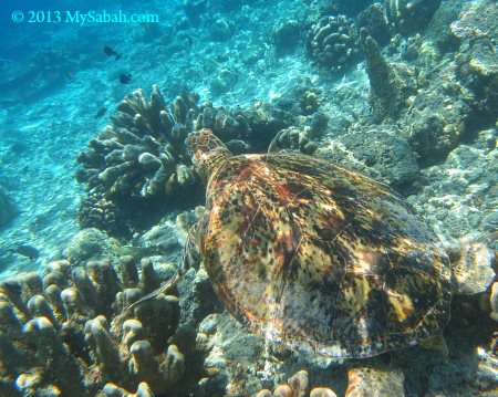 sea turtle of Sipadan