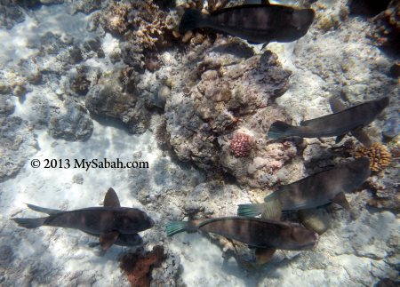 bumphead parrotfish of Sipadan