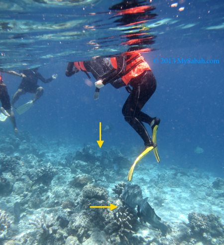 Bumphead Parrotfish under our feet