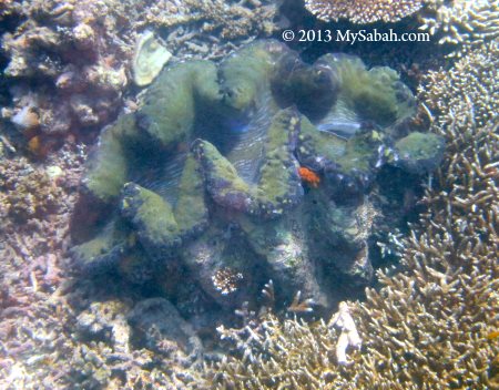 giant clam