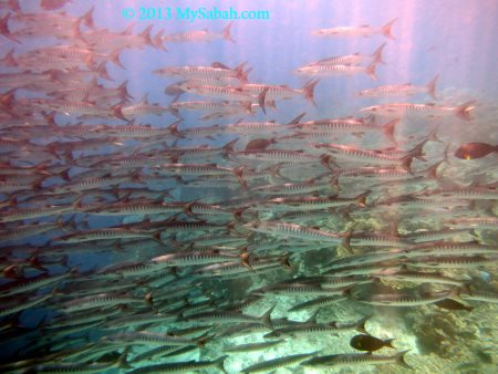 school of Barracuda