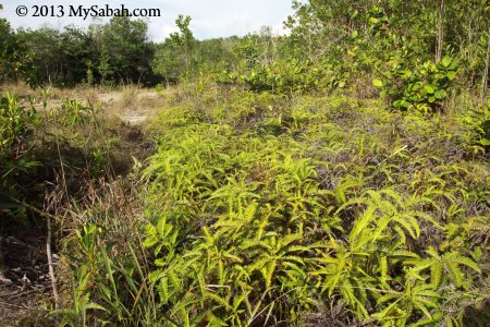 fern and shrubs