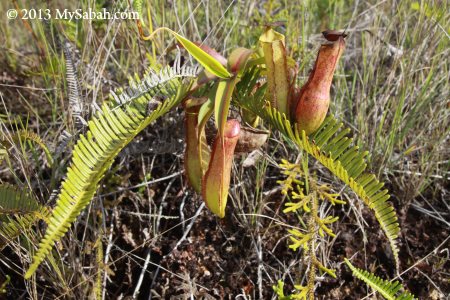 pitcher plant in grass