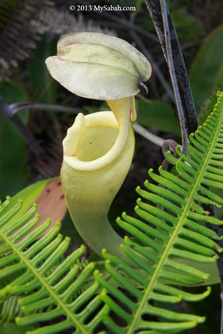 Nepenthes rafflesiania