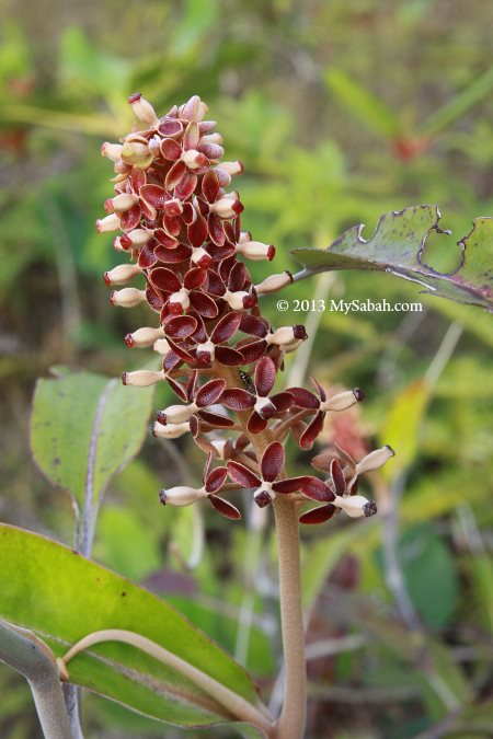 flower of Nepenthes