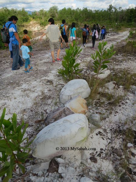 hunting nepenthes