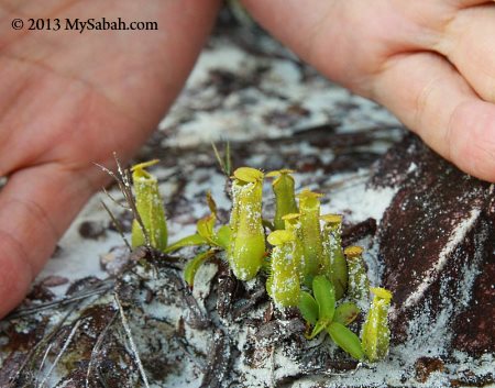 mini pitcher plant