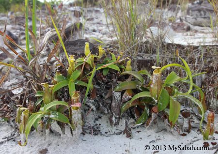 Nepenthes gracilis