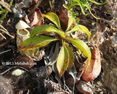 pitcher plant in Weston