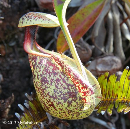 Nepenthes xhookeriana