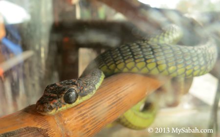 paradise tree snake