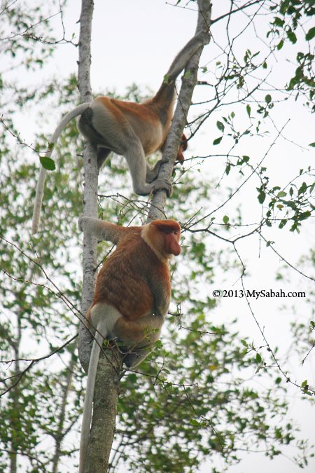 male and female proboscis monkey