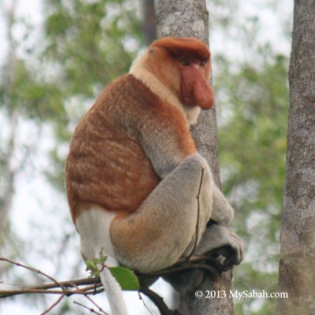 long-nosed monkey