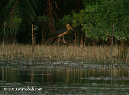 Lesser Adjutant