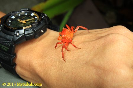 red land crab of Mt. Silam
