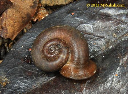 forest snail
