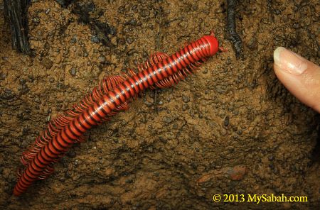 big millipede