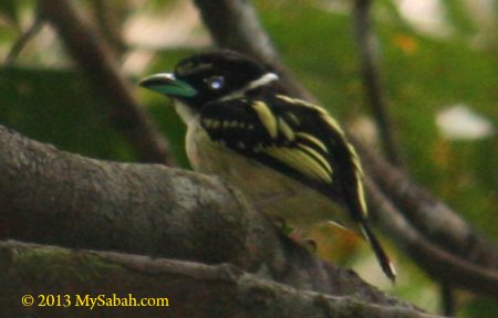 Black and yellow Broadbill