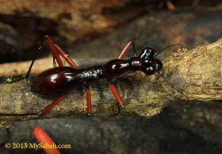 tiger beetle