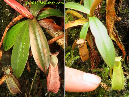 Nepenthes tentaculata