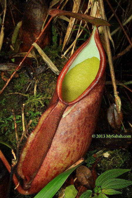 pitcher plant