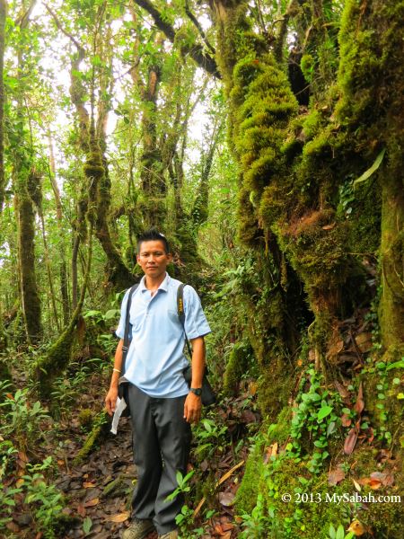 montane forest of Mt. Silam