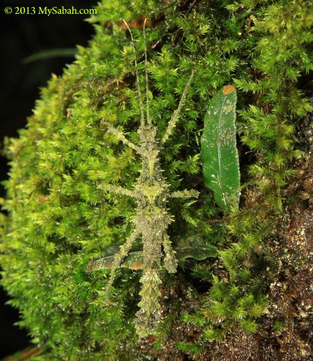 mossy stick insect