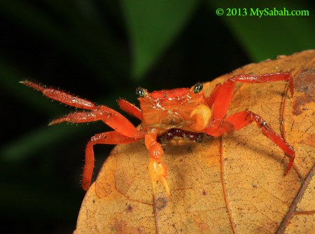 endemic land crab on Mt. Silam