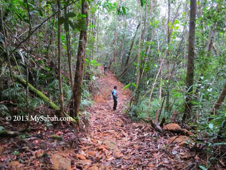 nature trail of Mt. Silam