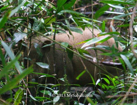 wild boar - bearded pig