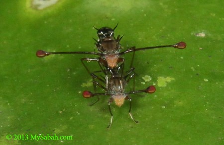 Stalk-eyed Flies