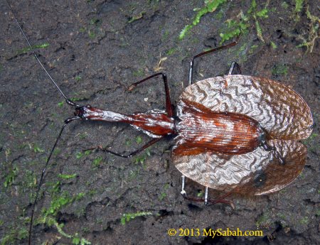 violin beetle