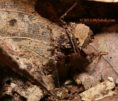 ant assassin bug