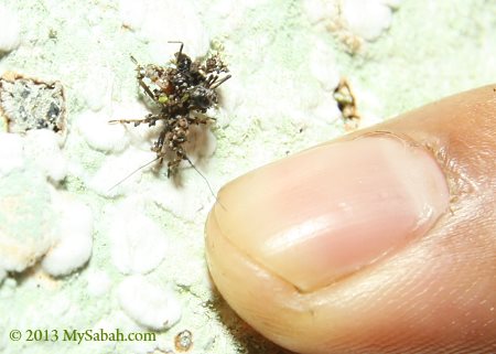 Ant Assassin Bug