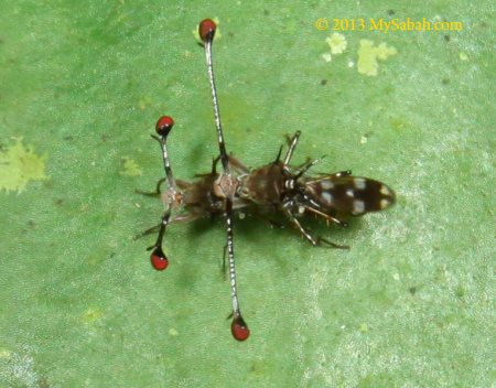 Stalk-eyed Fly (Diopsidae)