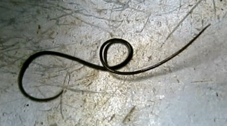 horsehair worm