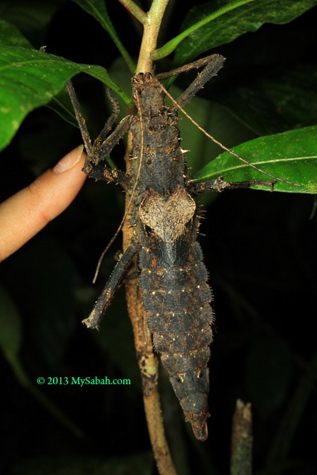 endemic stick insect of Borneo