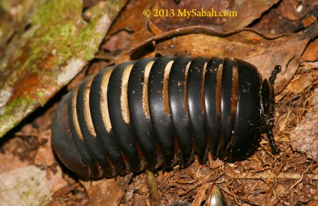 Pill Millipede