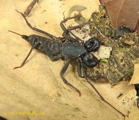 whip scorpion