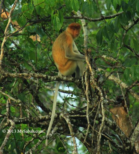 female proboscis monkey