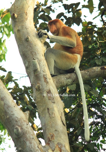 Borneo proboscis monkey