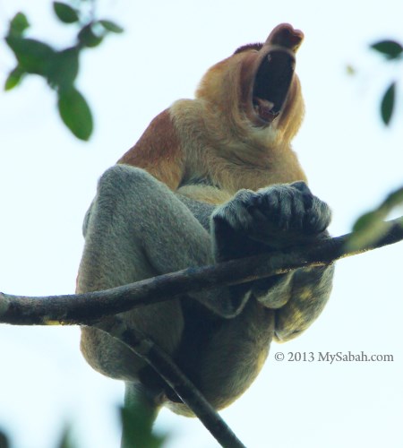 yawning proboscis monkey
