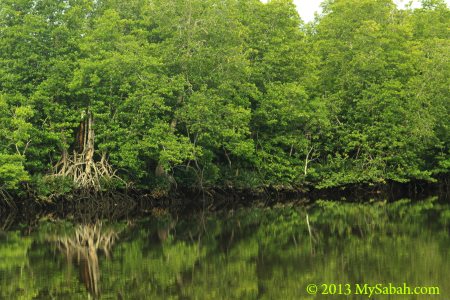 mangrove of Klias River