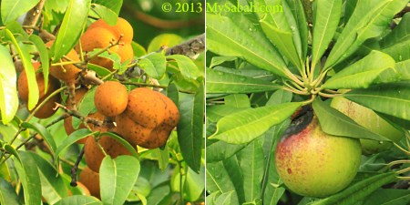 mangrove fruits