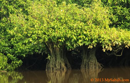 mangrove trees in river