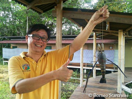 giant freshwater prawn (udang galah)