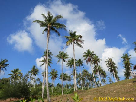 coconut trees