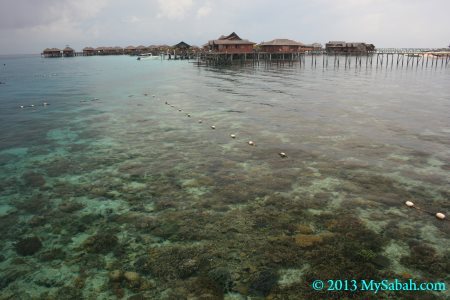 corals near Sipadan Water Village Resort