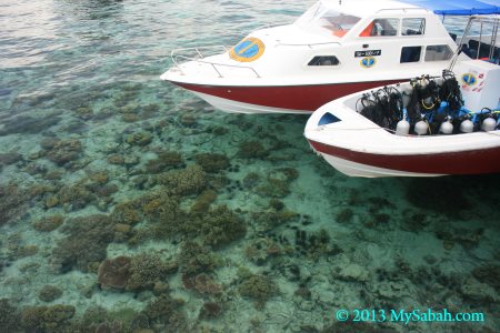 corals of Mabul