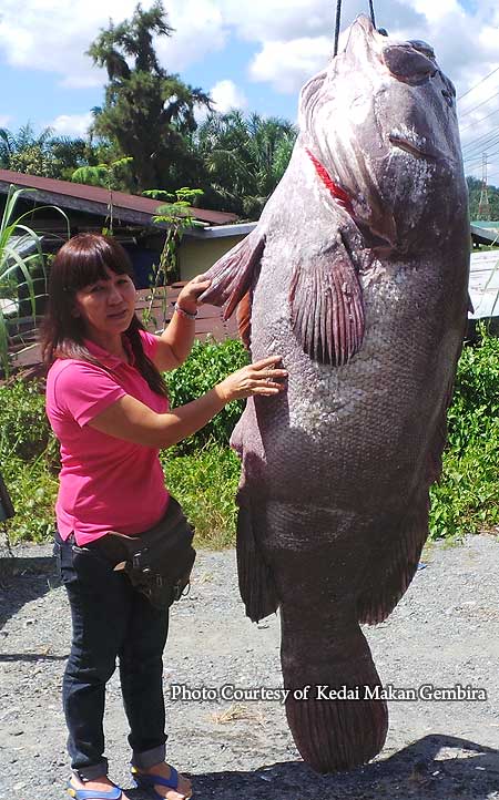 giant grouper taller than lady